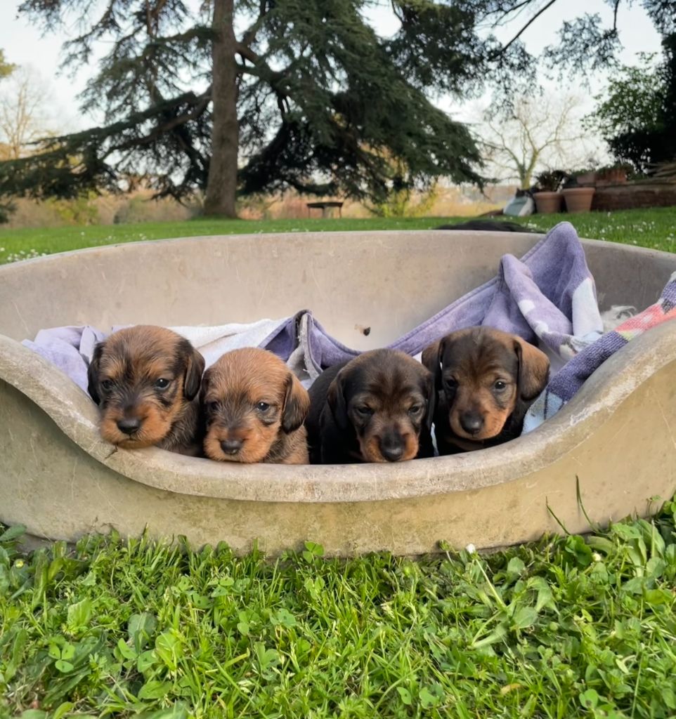 chiot Teckel poil dur du Domaine de Fleyres