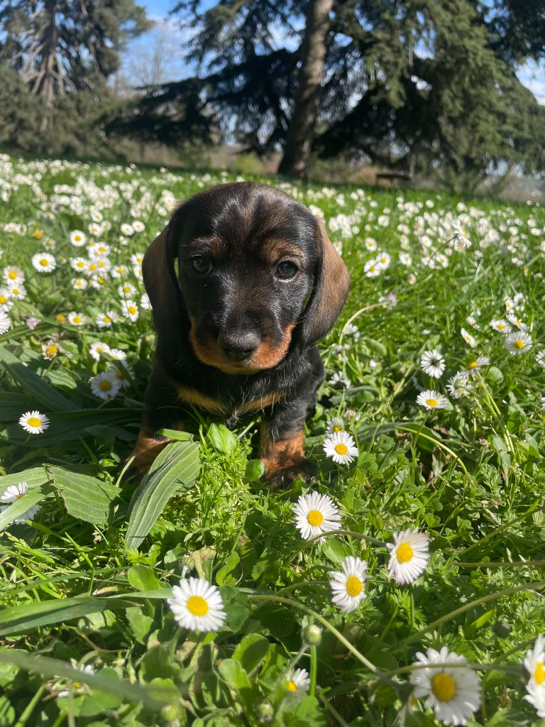 du Domaine de Fleyres - Chiot disponible  - Teckel poil dur