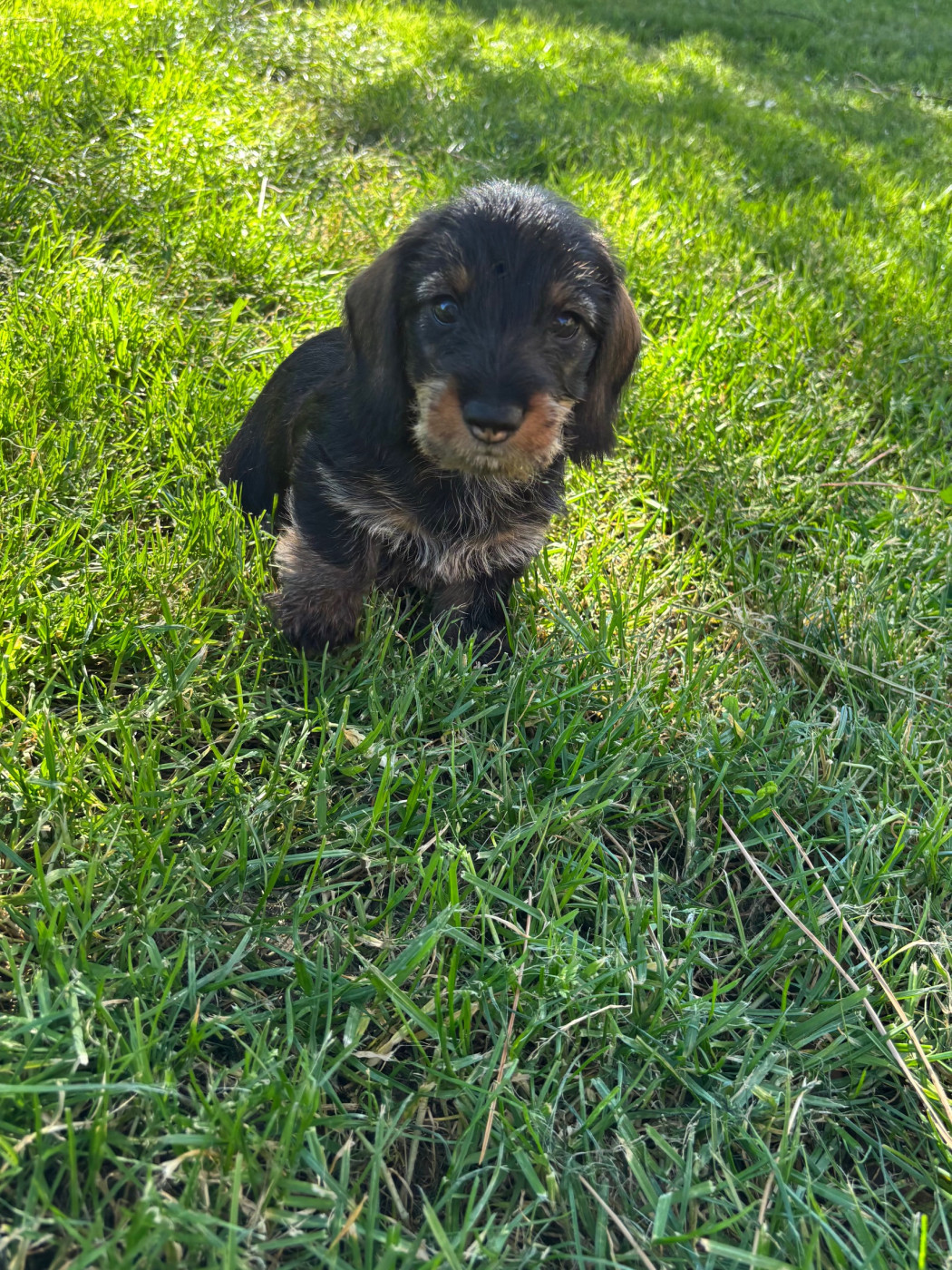 du Domaine de Fleyres - Chiots disponibles - Teckel poil dur